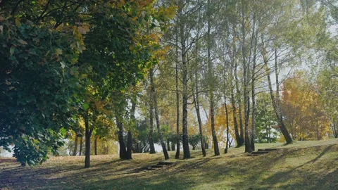 Shot of beautiful landscape in multi-leafed city park on a sunny autumn day Video stock 165305855