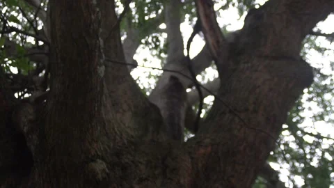 Shot of Beautiful Large Tree &amp; Branches &amp; Leaves 库存影片 166815485