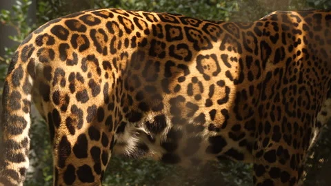Shot of beautiful rosette pattern on flank of spotted jaguar. Stock Footage 157401159