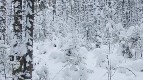 A shot of a beautiful winter forest Stock Footage 168571571