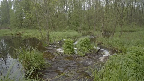 A shot of a beaver dam in a forest on a river among trees and green grass Stock Footage 132506161