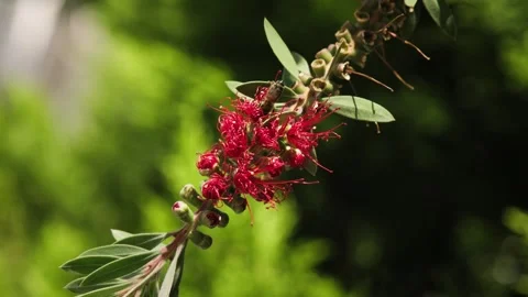 Shot of bee collecting nectar on red callistemon flower Video stock 324917910