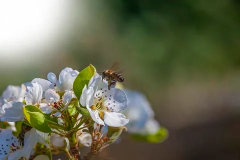 Shot of a Bee in Flight Stock Photos