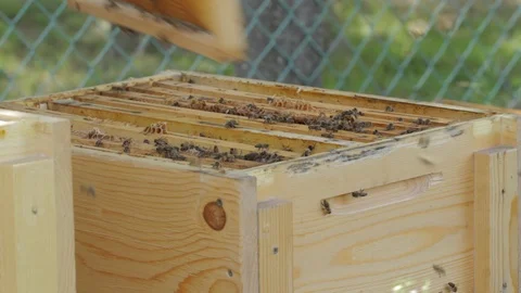 Shot of bee keeper with bee hive 스톡 동영상 101943461