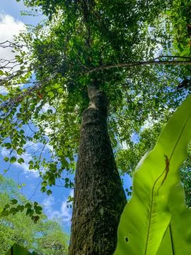 Shot from below. Wild tree in the middle of the forest. Stock Photos