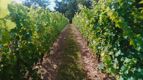 Shot between rows of vines on a vineyard in France Stock Footage 100301152