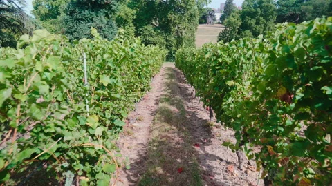 Shot between rows of vines on a vineyard in France Vídeo Stock 100301477