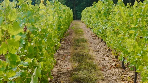 Shot between rows of vines on a vineyard in France Stock-Footage 100301987