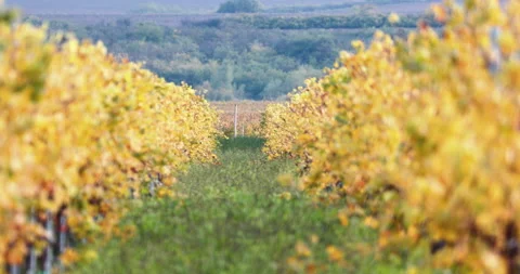 Shot between two rows in a beautiful vineyard in autumn Stock Footage 219640045