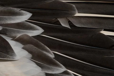 A shot of  bird feathers Stock Photos