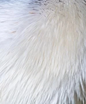 A shot of  bird feathers Stock Photos