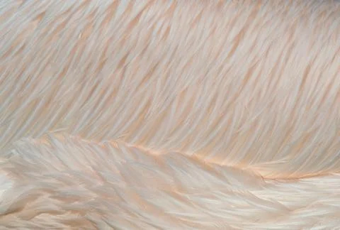 A shot of  bird feathers Stock Photos