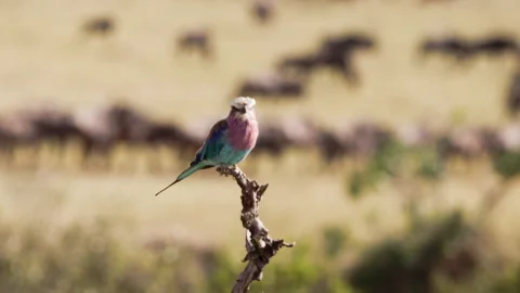 A shot of a bird switching to the buffalos. Stock Footage 153461591