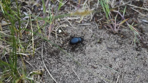 Shot of black beetle on wet forest ground. 库存影片 130441561