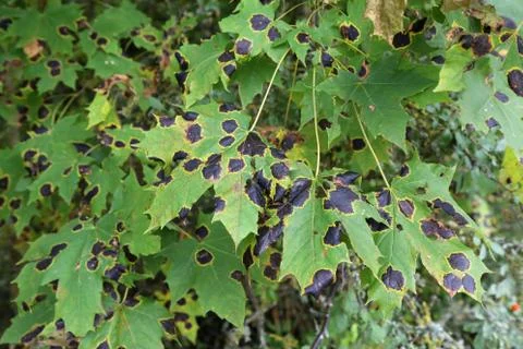 Shot of black patch on the leaves of the maple Stock Photos