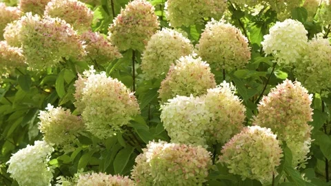 Shot of blooming panicle hydrangea (hydrangea paniculata) in garden Vídeo Stock 344639735