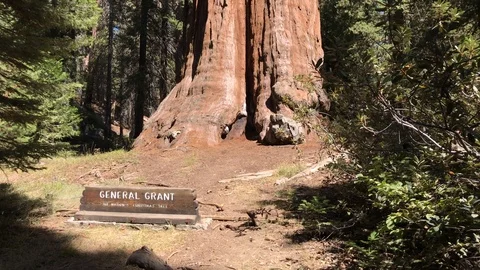 Shot from bottom to top of General Grant Tree in Sequoia National Park Stock Footage 95840763