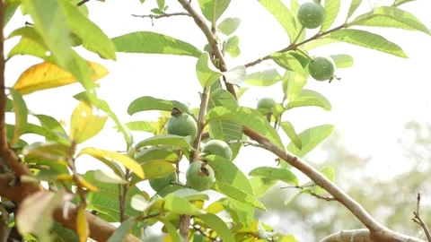 Shot of Branch of guava tree filled with guava fruits Vídeo Stock 147692931
