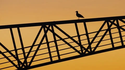 A shot of brid perched on top of crane during sundown Stock Footage 155396751