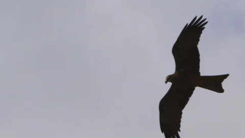 A shot of a brown eagle flying in slow motion Stock Footage 91672424
