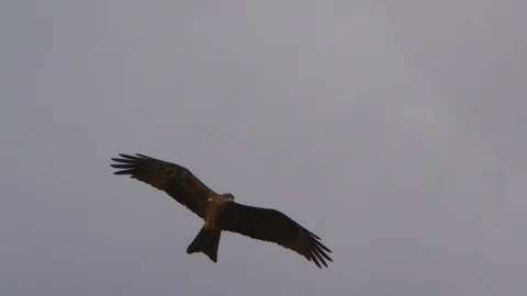 A  shot of a brown eagle in sky in slow motion 스톡 동영상 91672167