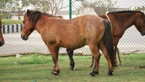 Shot of brown horses standing, View of horses standing in a field Stock-Footage 147674904