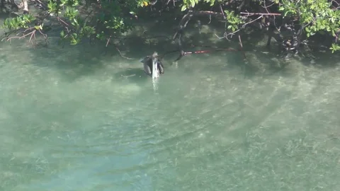Shot of Brown pelican. Stock Footage 71607367