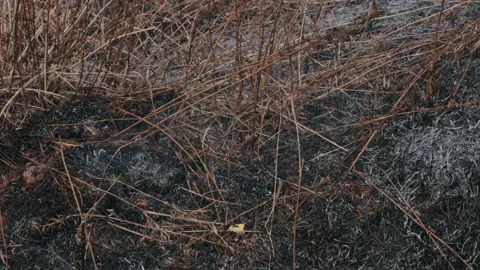 A shot of burnt dry grass 库存影片 167489806