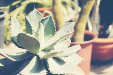 Shot on cactus cluster Stock Photos