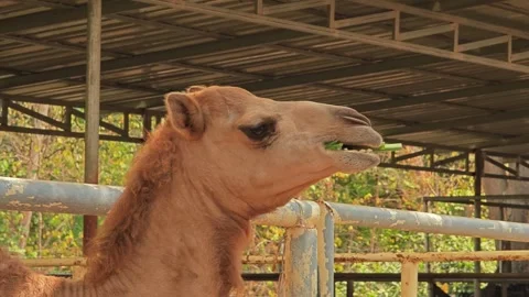 Shot of a camel eating grass. Stock Footage 306989913