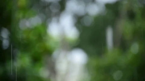 Shot of camera focusing through the rain into the  trees branches and leaves Stock Footage 84917979