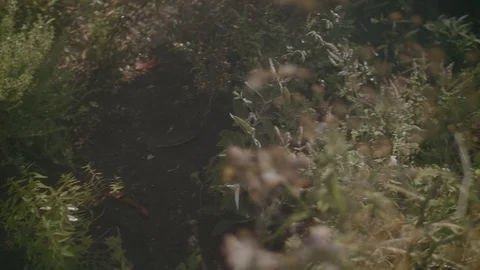 Shot of camera panning around lush green garden Stock Footage 102581890