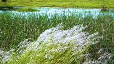This shot captures Kans grass gently swaying in the refreshing May breeze, inter Stock Footage 321861743