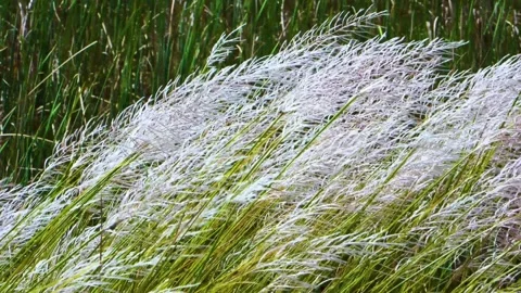 This shot captures Kans grass gently swaying in the refreshing May breeze, inter Stock Footage 321861754