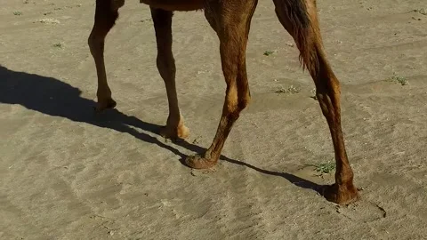 A shot capturing the walking pattern of a camel across, stock footage. Stock Footage 304816652