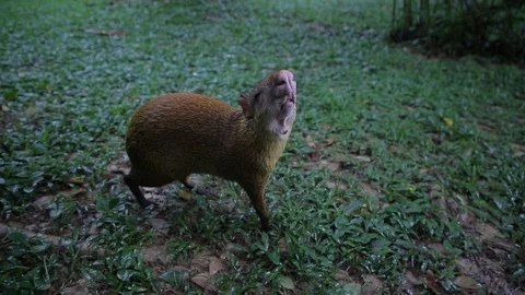 A shot of a capybara 動画素材 103043889