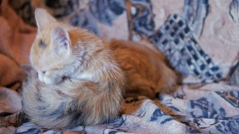 Shot of cats in a poor family in Shkodër, Albania Stock-Footage 84683467