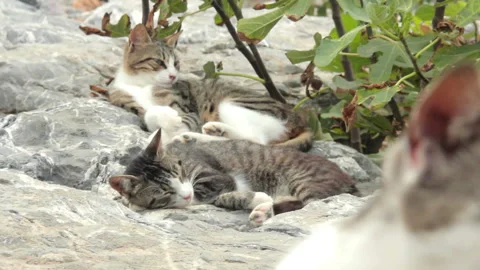 Shot of Cats on the rocks Stock Footage 234824631