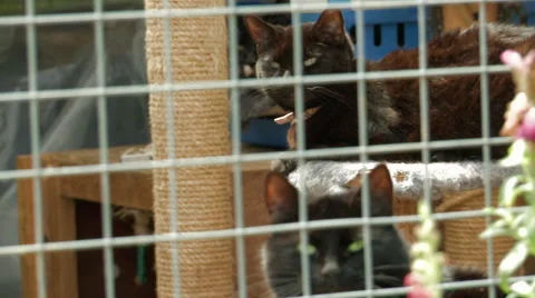 Shot of Cats sitting inside their Cage Stock Footage 54778746