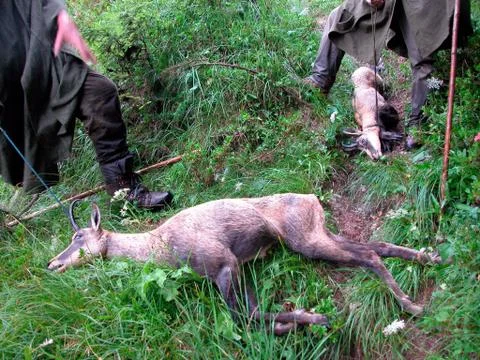 Shot chamois in the forest Stock Photos
