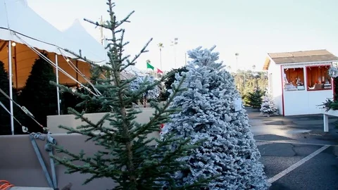 A shot of a Christmas tree lot Stock Footage 82721817