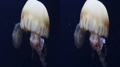 This is a shot of a Chrysaora hysoscella jellyfish. Shot in 3D and availible Stock Footage 59195231