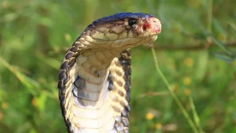 Shot of Cobra snake in nature. Stock Footage