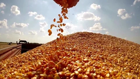 Shot of combine loading off corn grains into tractor trailer. Agriculture Corn Stock Footage 336581266