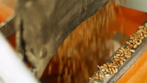 Shot of combine loading off corn grains into tractor trailer. Agriculture Corn Stock Footage 336581407