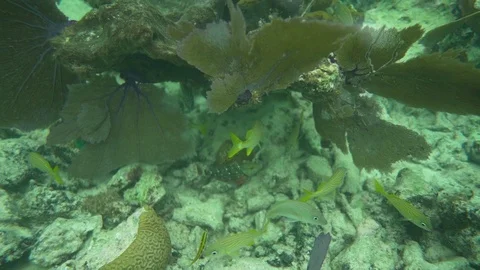 A shot of the coral 動画素材 112258645