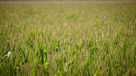 Shot of a corn field with plants blowing in the wind Vídeo Stock 51778038
