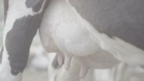 Shot of cow  udders Stock Footage 218599116
