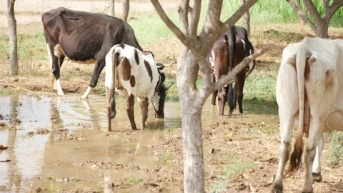 Shot of cows drinking water, Cows drinking water in a field Vídeo Stock 147674741