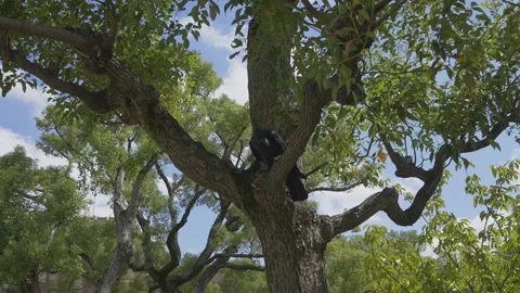 Shot of a crow  during the day on a tree branch moving around and then fly Stock Footage 217725443